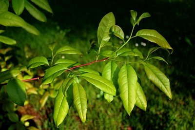 Oxydodendron arboreum - kysloun stromový - jarní větévka